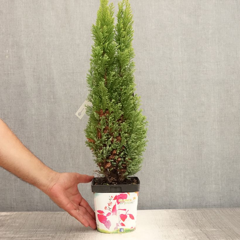 Spécimen de Chamaecyparis lawsoniana Ellwood's Gold -Cyprès de Lawson  Pot de 2L/3L tel que livré en été