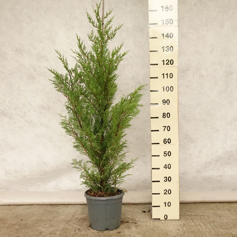Spécimen de Cyprès de Leyland - Cupressocyparis leylandii Pot de 6L/7L tel que livré en été