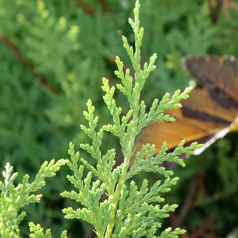 Cyprès de Leyland - Cupressocyparis leylandii Excalibur Gold (Foliage)
