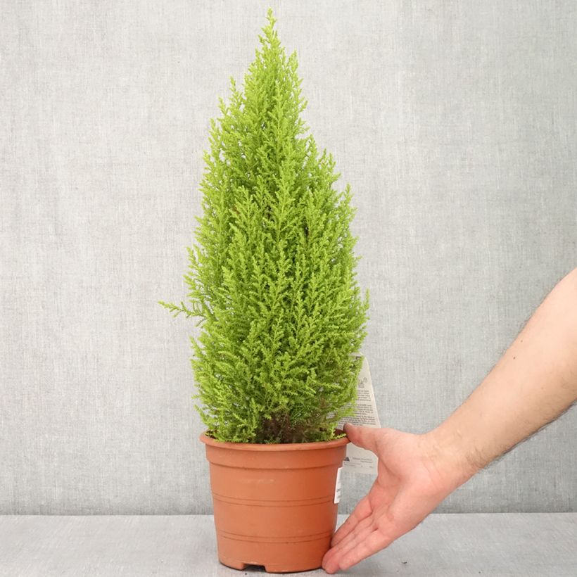 Example of Cyprès de Lambert Wilma - Cupressus macrocarpa Pot de 2L/3L as you get in printemps