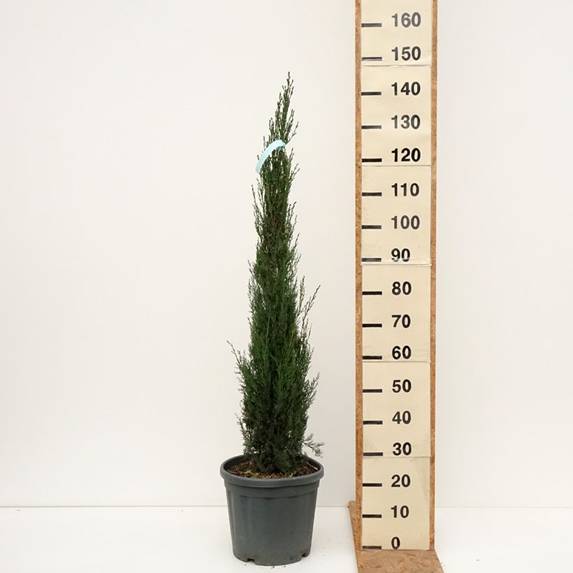 Spécimen de Cyprès de Provence - Cupressus sempervirens Pyramidalis Pot de 7,5L/10L tel que livré en automne
