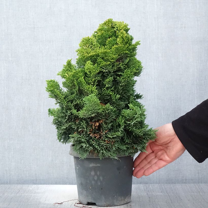 Example of Cyprès hinoki du Japon - Chamaecyparis obtusa Nana Aurea Pot de 2L/3L as you get in printemps