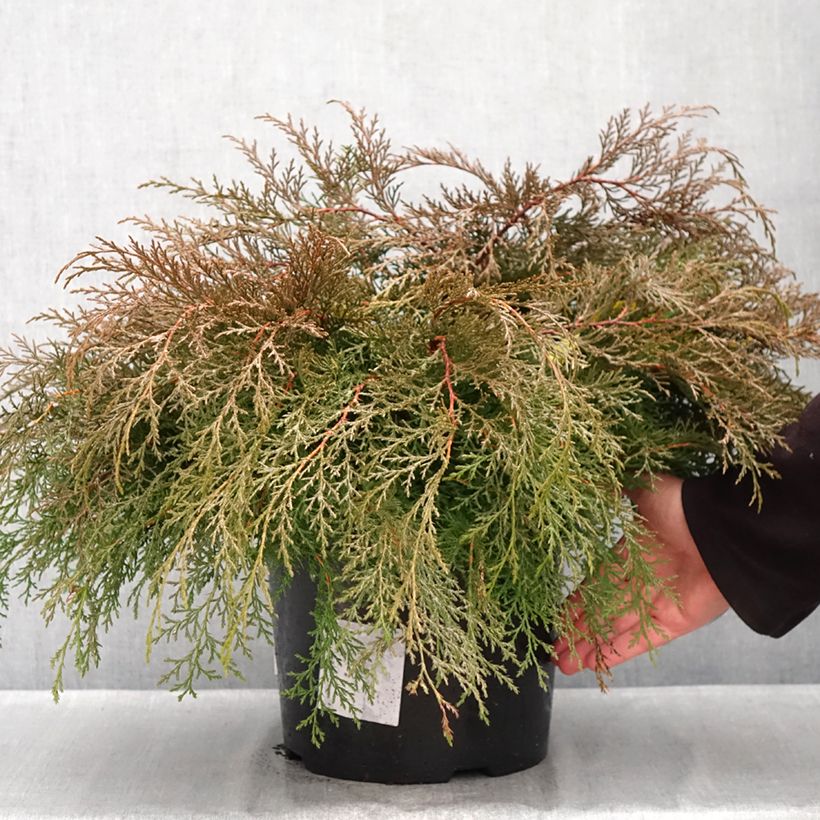 Spécimen de Cyprès rampant de Sibérie - Microbiota decussata Pot de 7,5L/10L tel que livré en automne