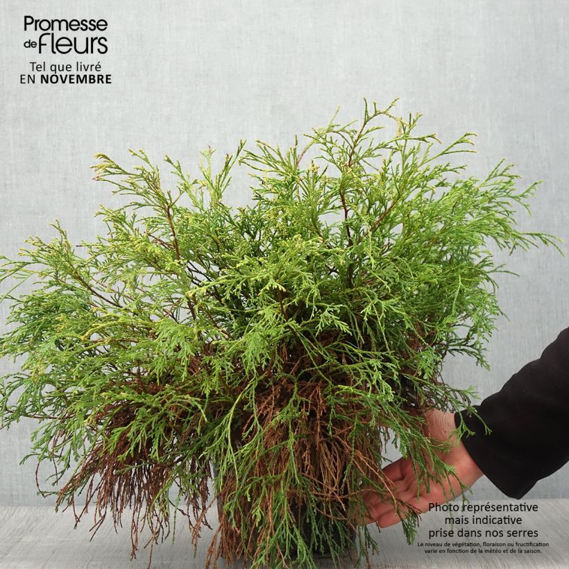 Spécimen de Cyprès Sawara - Chamaecyparis pisifera Sungold                   Pot de 7,5L/10L tel que livré en automne