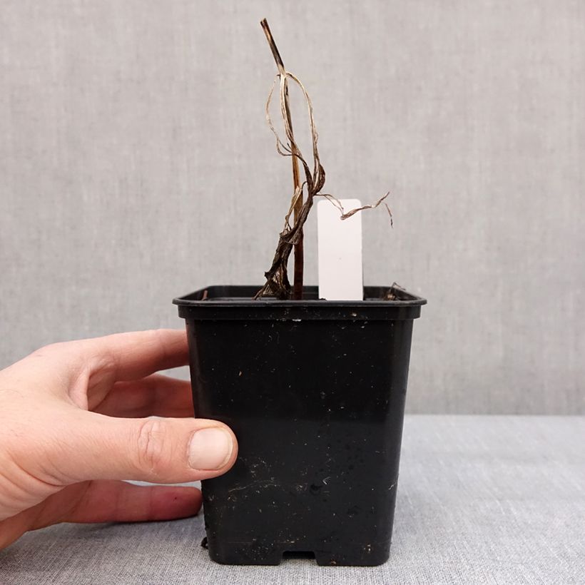 Example of Cypripedium Emil - Sabot de Venus hybride Pot de 1L/1,5L as you get in hiver