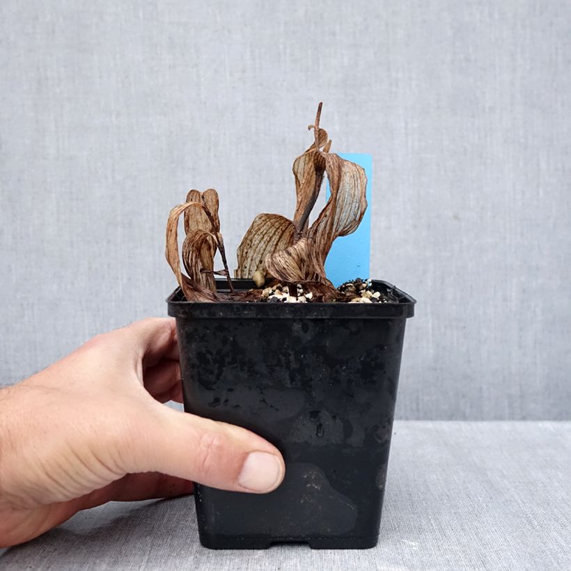 Spécimen de Cypripedium Gisella - Sabot de Venus hybride Pot de 1L/1,5L tel que livré en automne