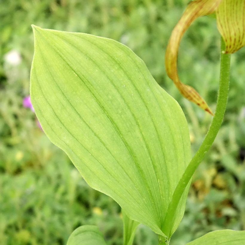 Cypripedium Inge - Sabot de Venus hybride (Feuillage)