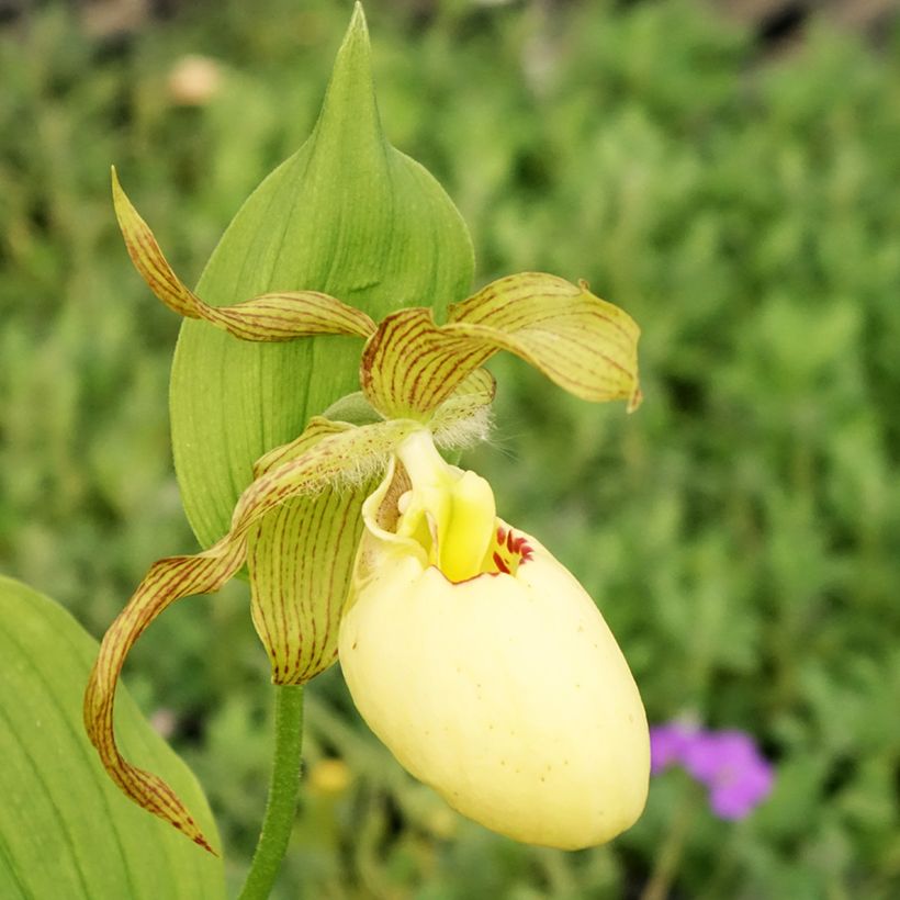 Cypripedium Inge - Sabot de Venus hybride (Floraison)