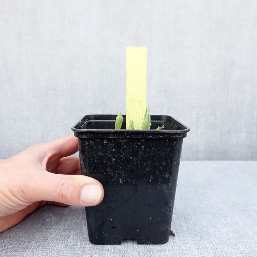 Example of Cypripedium Otto - Sabot de Venus hybride Pot de 1L/1,5L as you get in printemps