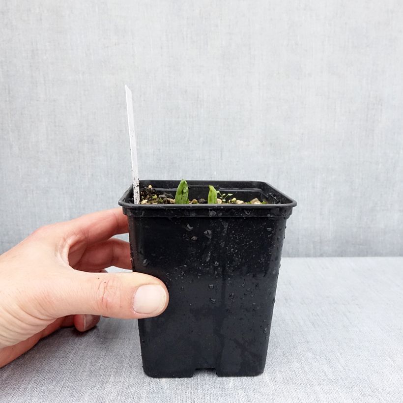 Example of Cypripedium parviflorum pubescens - Sabot de Venus Pot de 1L/1,5L as you get in printemps