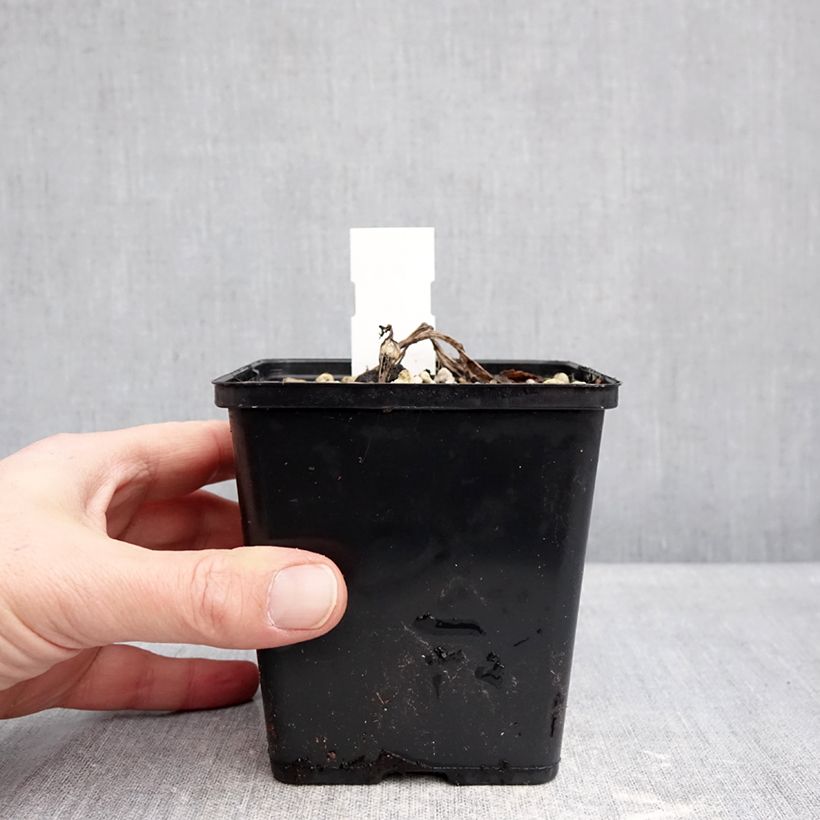 Spécimen de Cypripedium Sabine - Sabot de Venus hybride Pot de 1L/1,5L tel que livré en hiver