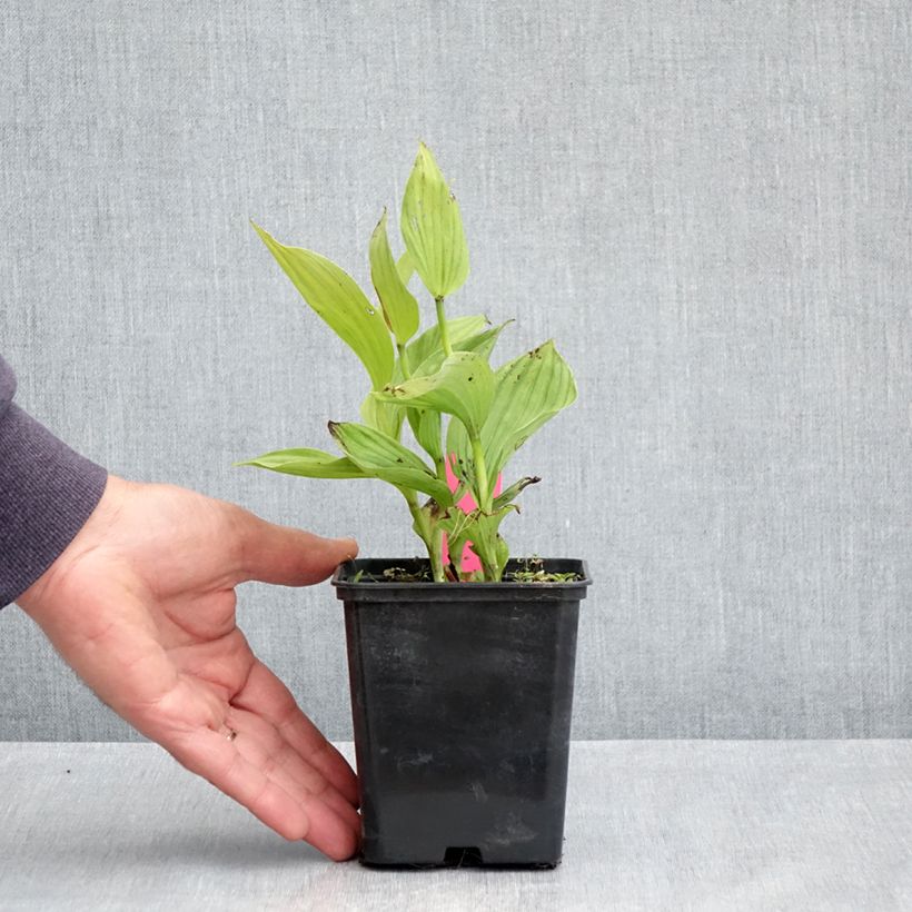 Spécimen de Cypripedium Sabine - Sabot de Venus hybride Pot de 1L/1,5L tel que livré au printemps