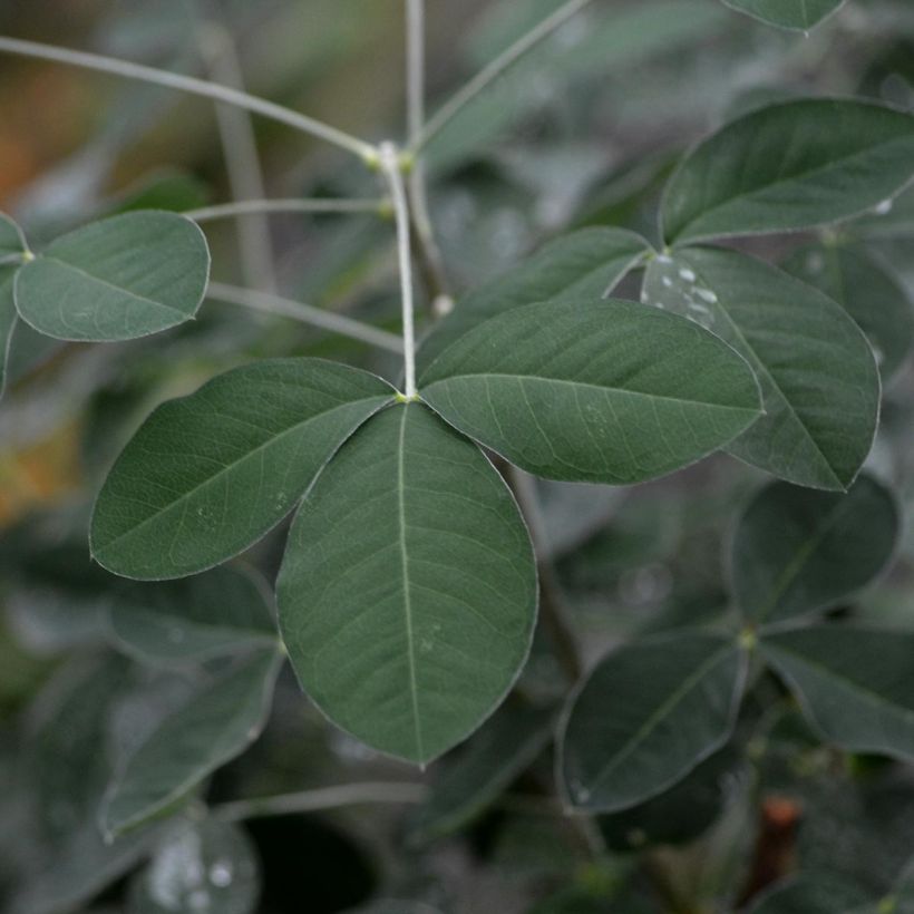 Laburnum anagyroides - Cytise à grappe (Foliage)