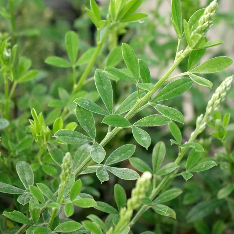 Cytisus racemosus Phebus - Genêt de Tenerife (Foliage)