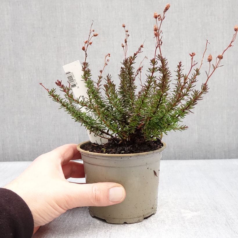 Spécimen de Daboecia cantabrica Purpurea - Bruyère de Saint Daboec Pot de 12 cm / 13 cm tel que livré en hiver