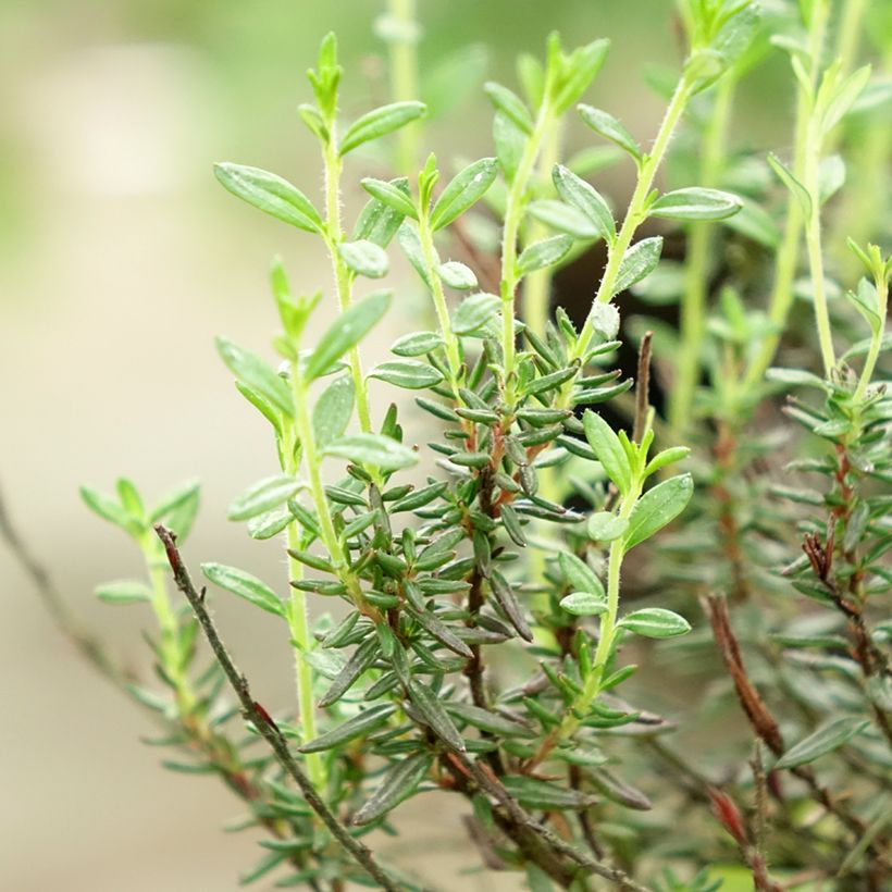 Daboecia cantabrica Purpurea - Bruyère de Saint Daboec (Foliage)
