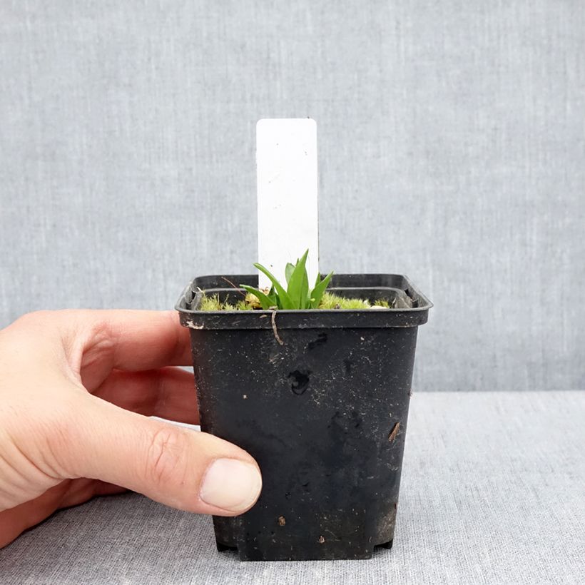 Spécimen de Dactylorhiza alpestris - Orchis des Alpes Godet de 8/9 cm tel que livré au printemps