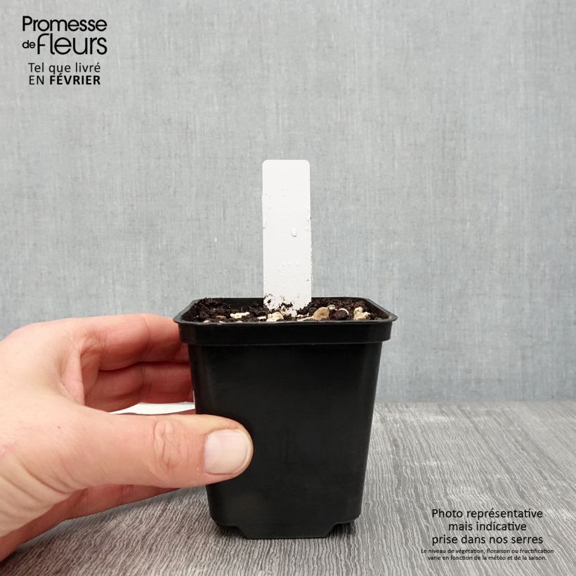 Spécimen de Dactylorhiza praetermissa - Orchis négligé Godet de 8/9 cm tel que livré en hiver