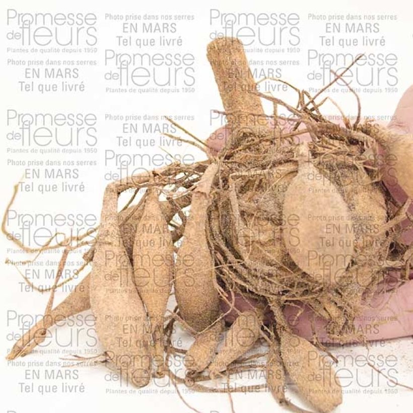 Example of Dahlia anémone Blue Bayou Bulbe calibre I as you get