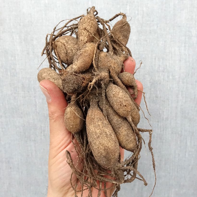 Example of Dahlia Anémone Dad's Favourite Bulbe calibre I as you get in printemps