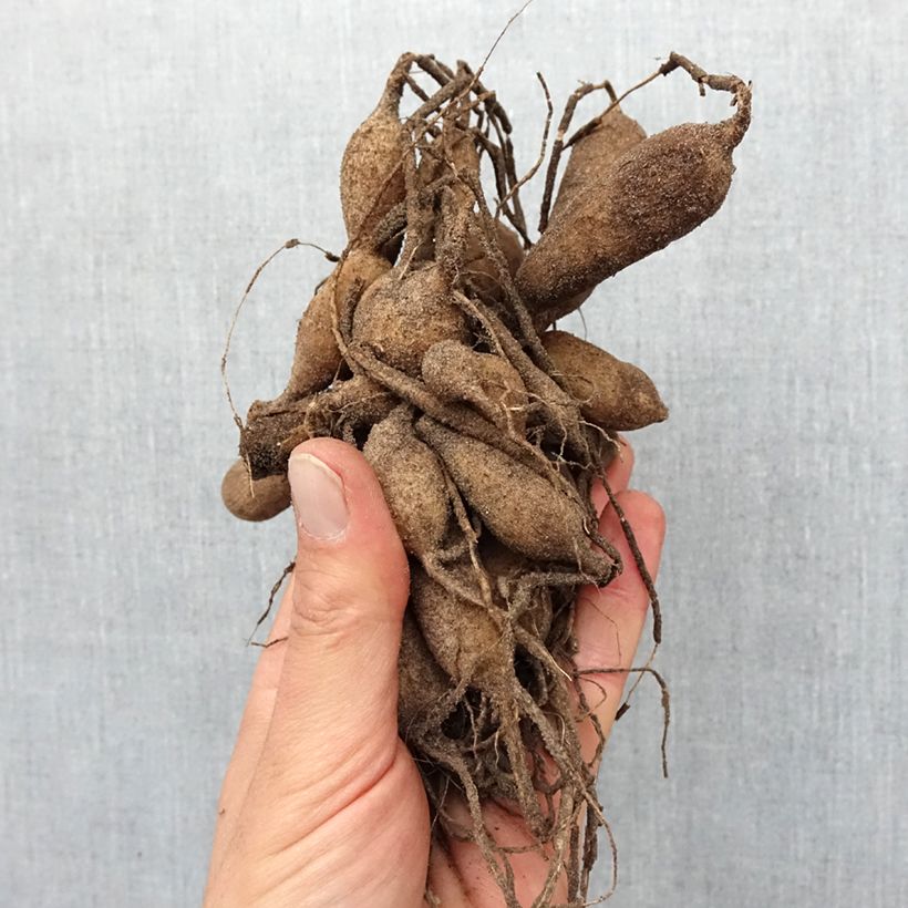 Example of Dahlia Anémone Mambo Bulbe calibre I as you get in printemps