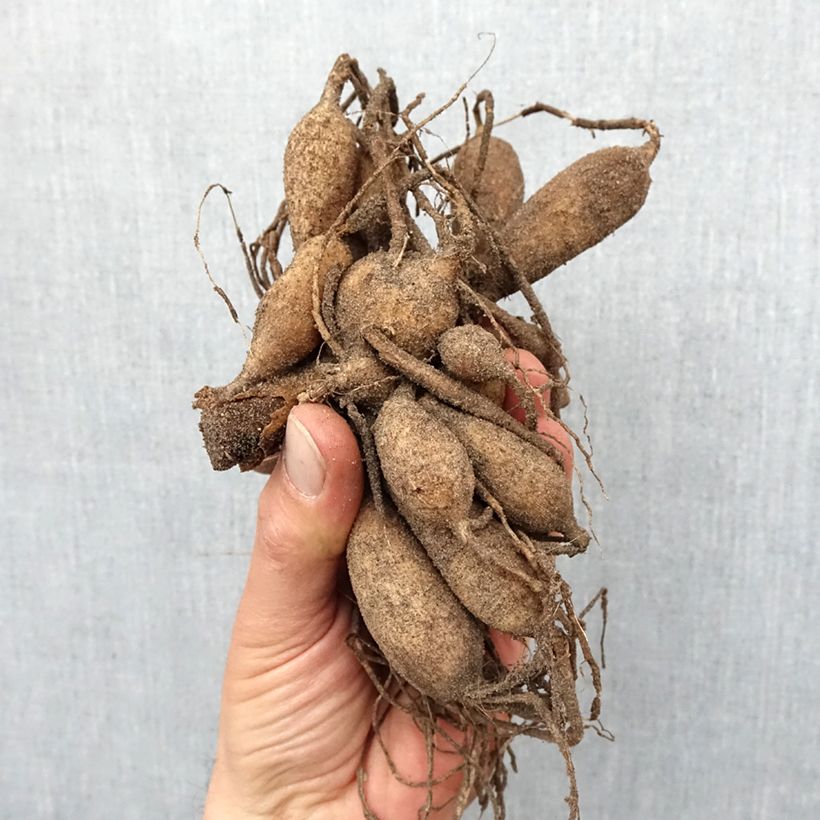 Example of Dahlia anémone Zahra Bulbe calibre I as you get in printemps