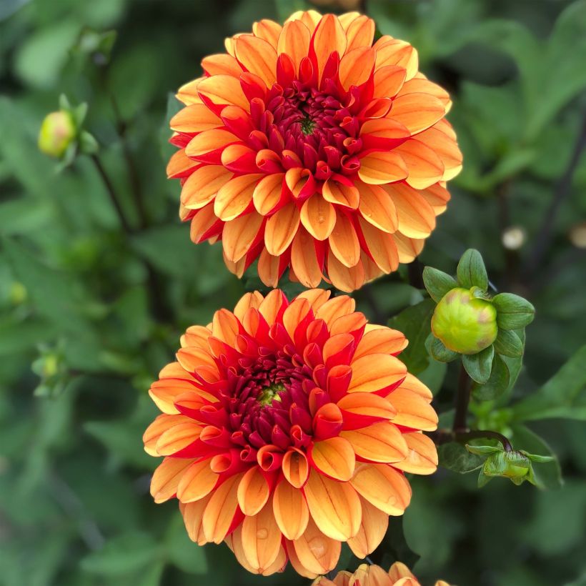 Dahlia Balle American Sunset (Flowering)