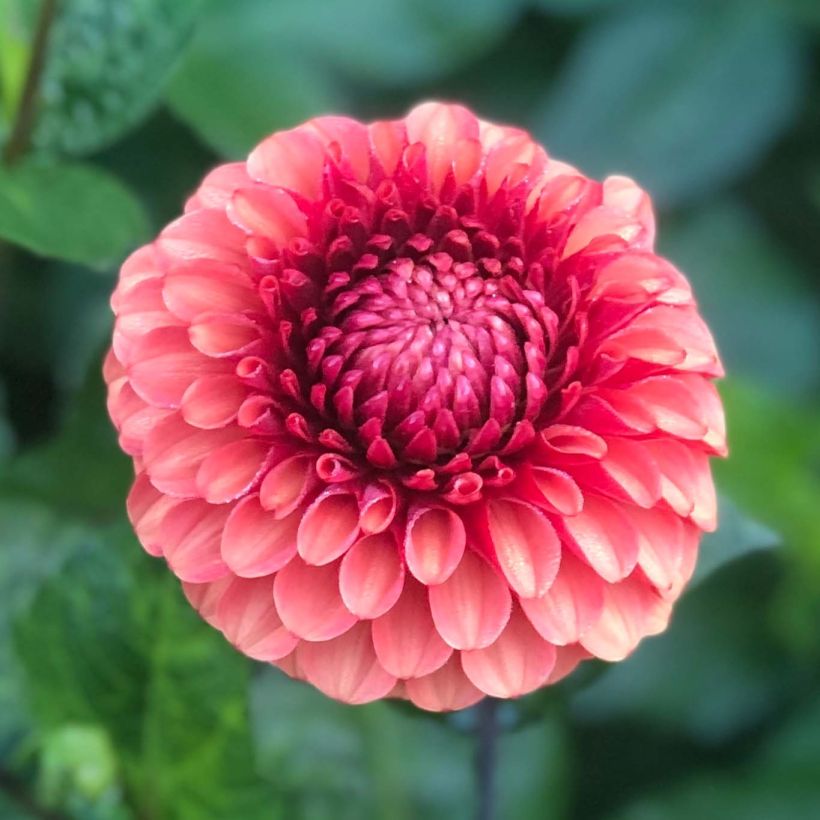 Dahlia balle Brown Sugar (Flowering)