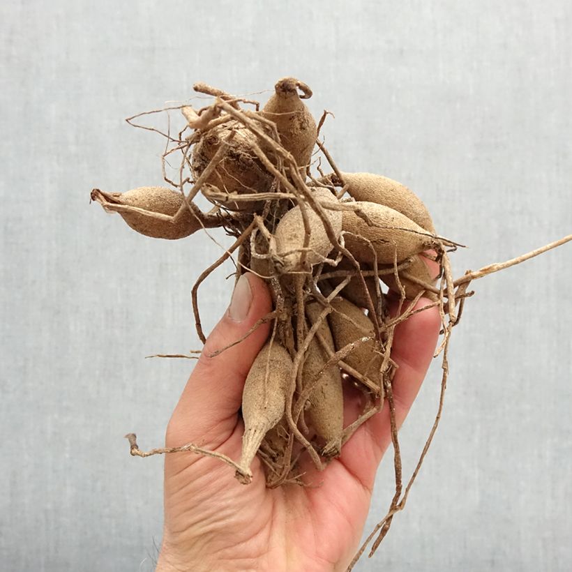 Example of Dahlia balle Dark Spirit Bulbe calibre I as you get in printemps