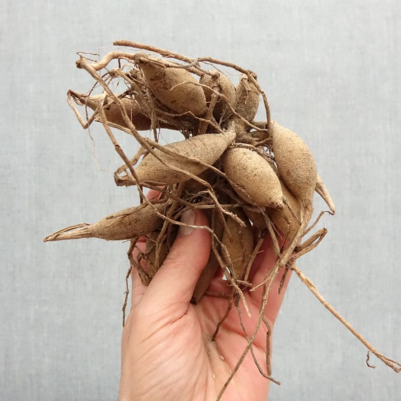 Example of Dahlia balle Isa's Favorite Bulbe calibre I as you get in printemps