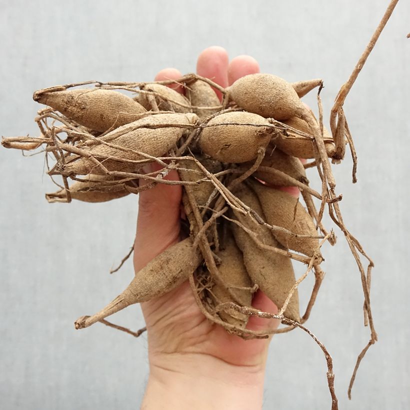 Example of Dahlia balle Janick's Symphony Bulbe calibre I as you get in printemps