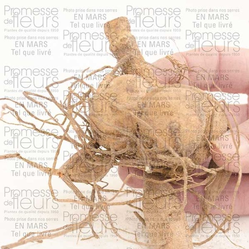 Example of Dahlia camélia Berner Oberland Bulbe calibre I as you get