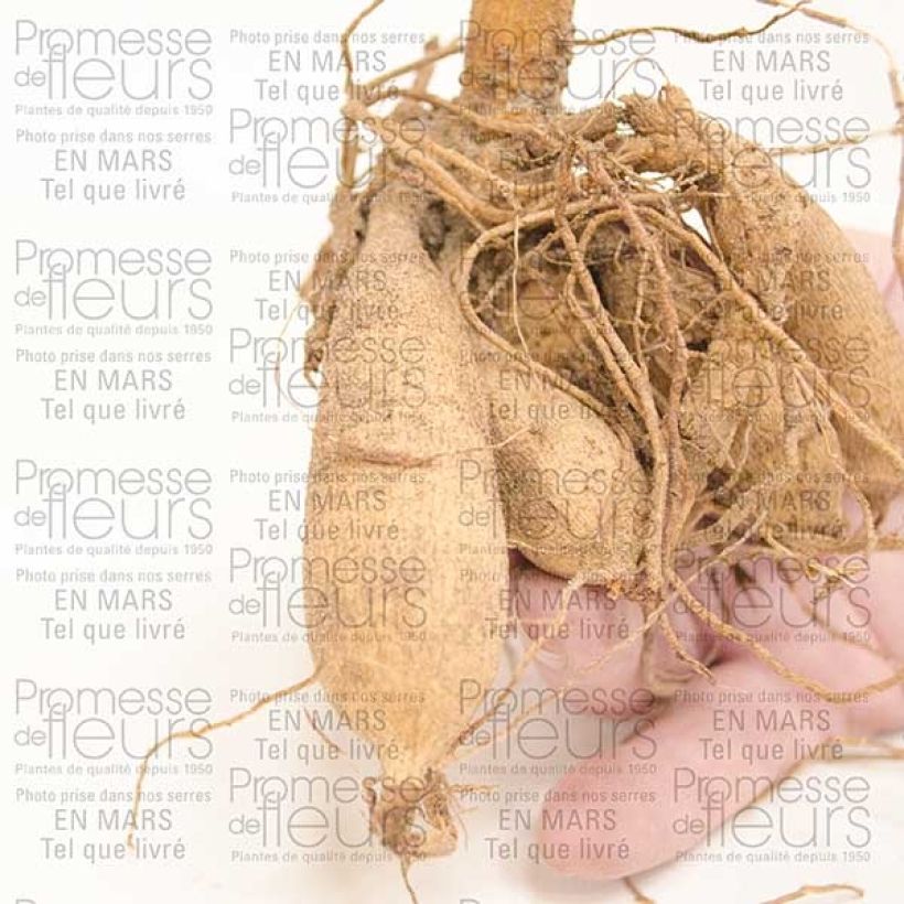 Example of Dahlia cactus Chat Noir Bulbe calibre I as you get