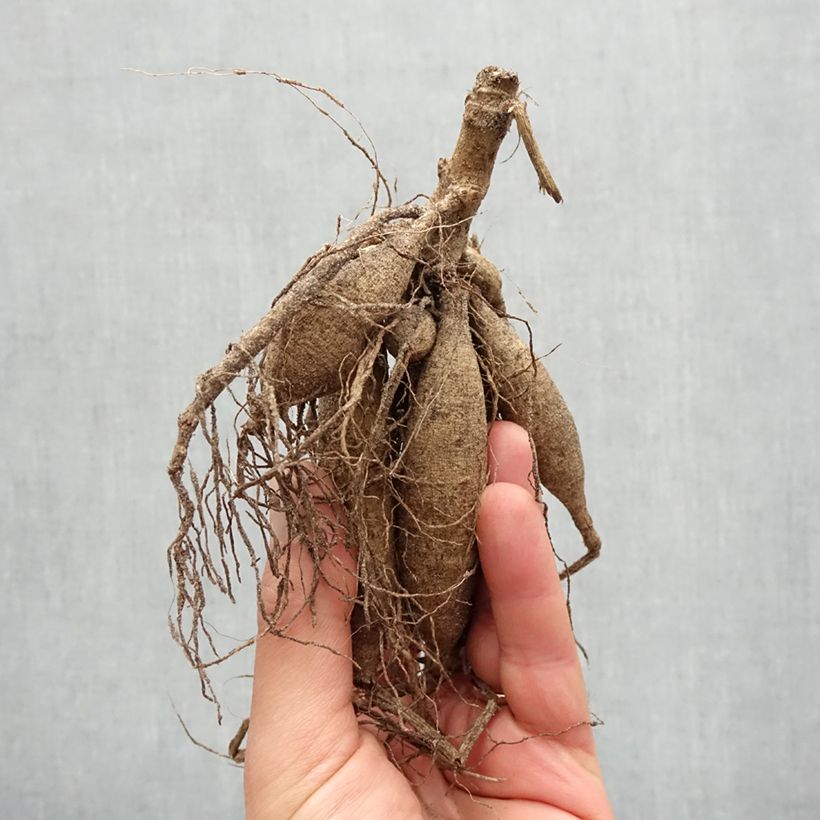 Example of Dahlia cactus Erpeler Ley Bulbe calibre I as you get in printemps