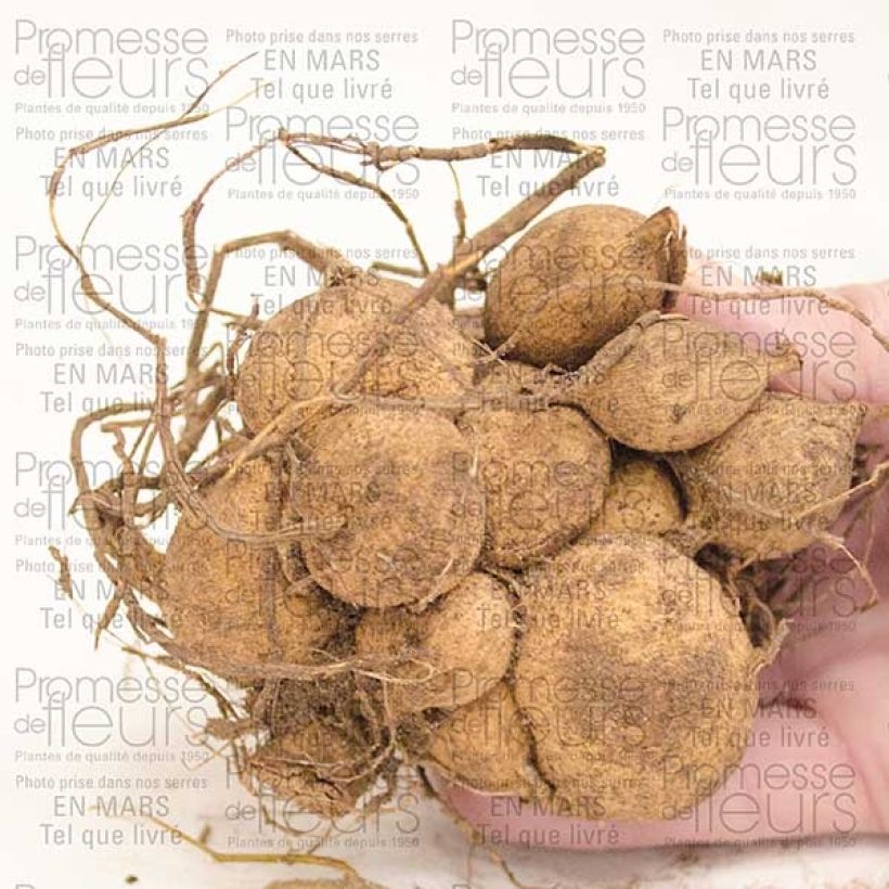 Example of Dahlia cactus nain Park Princess Bulbe calibre I as you get