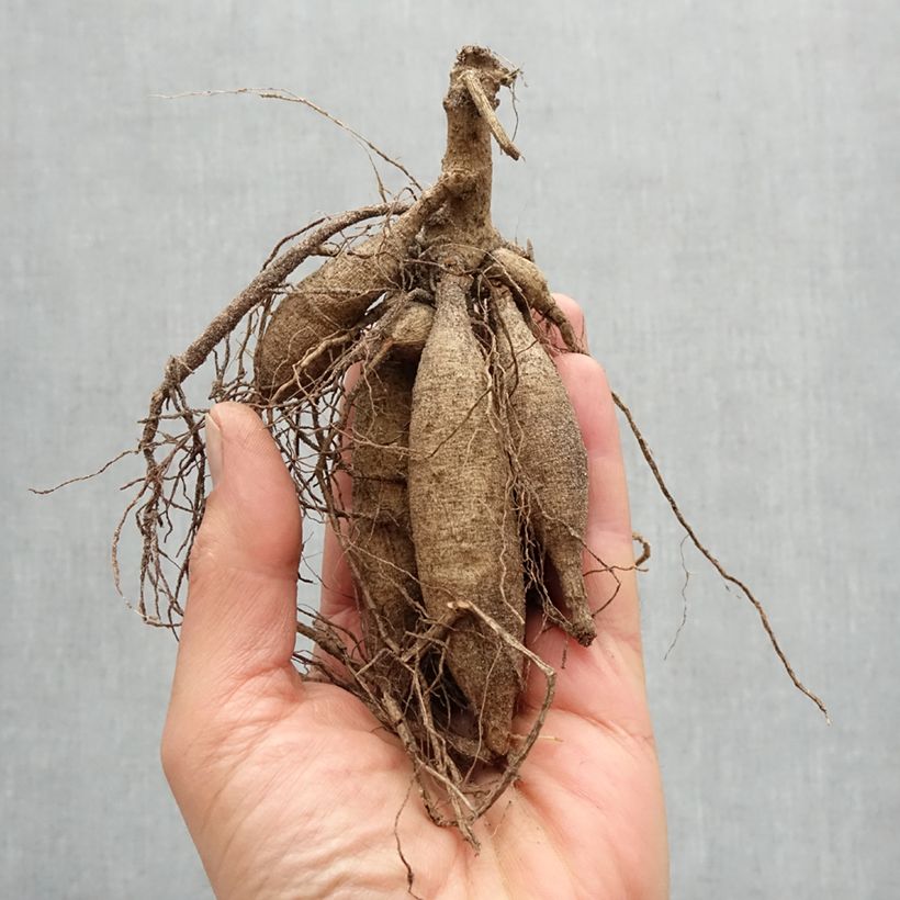 Example of Dahlia Cactus Sugar Diamond Bulbe calibre I as you get in printemps