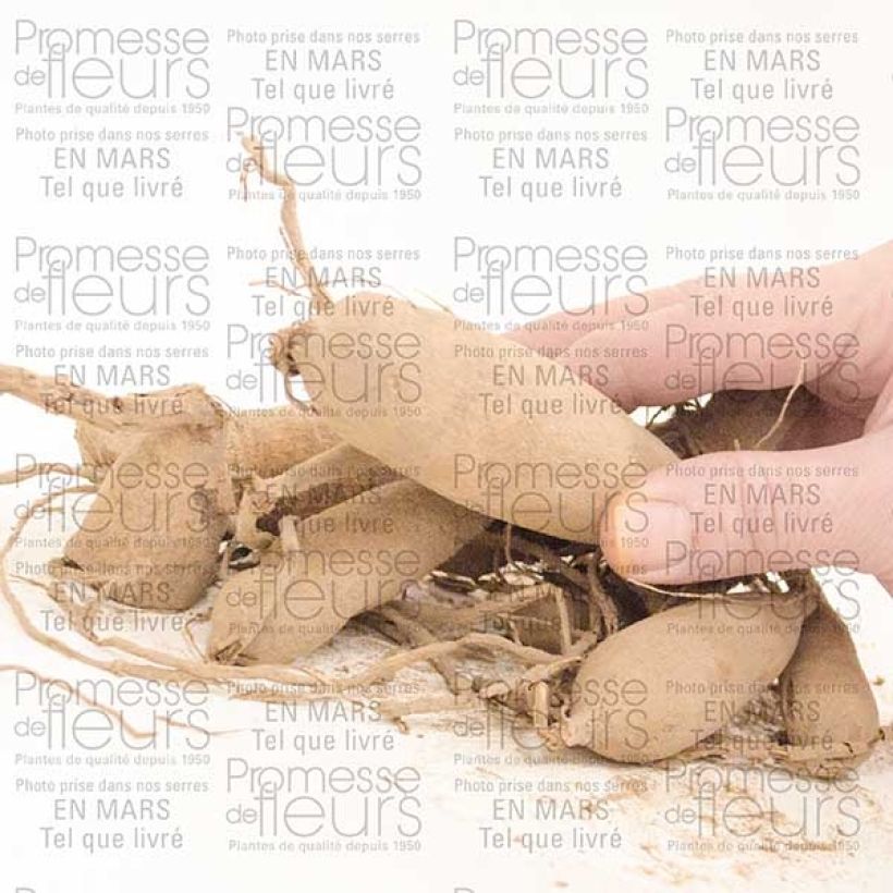 Exemple de spécimen de Dahlia semi-cactus Worton Blue Streak Bulbe tel que livré