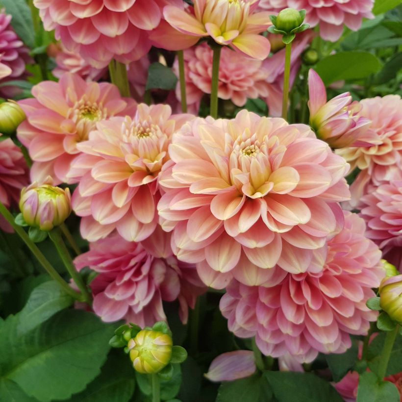 Dahlia camélia Milena Fleur (Flowering)