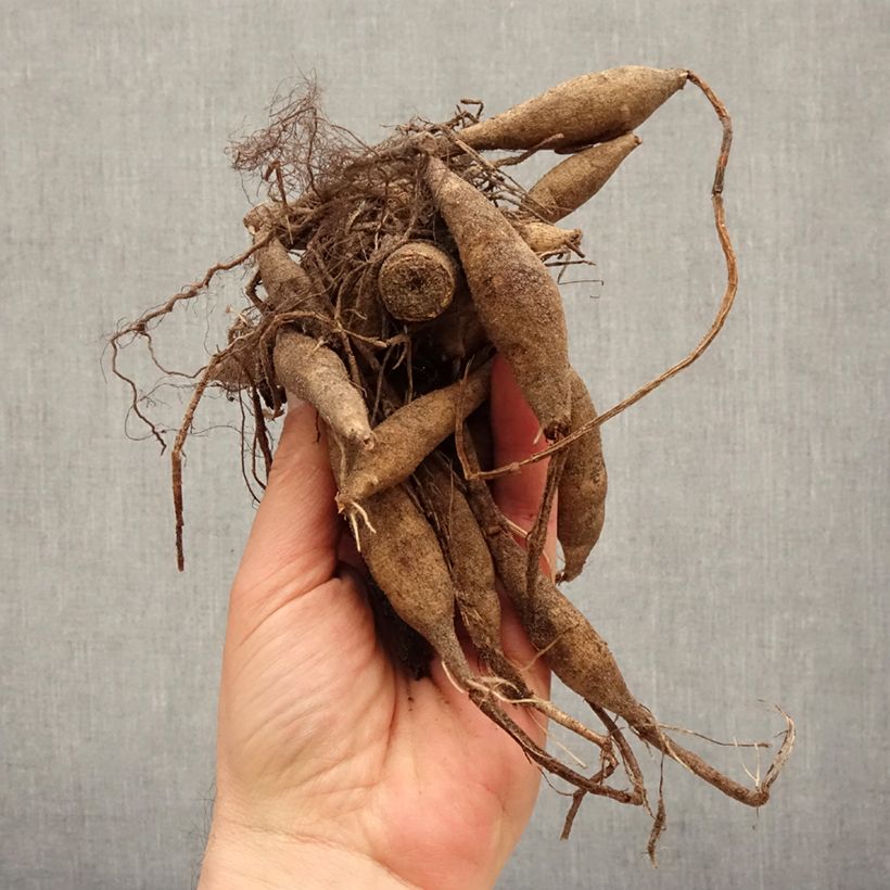 Example of Dahlia camélia Offshore Dream  Bulbe calibre I as you get in printemps