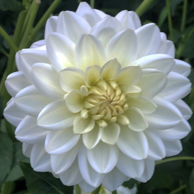 Dahlia camélia Peace Pact (Flowering)