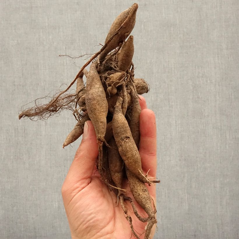 Spécimen de Dahlia camélia Pink Butterfly Bulbe calibre I tel que livré au printemps