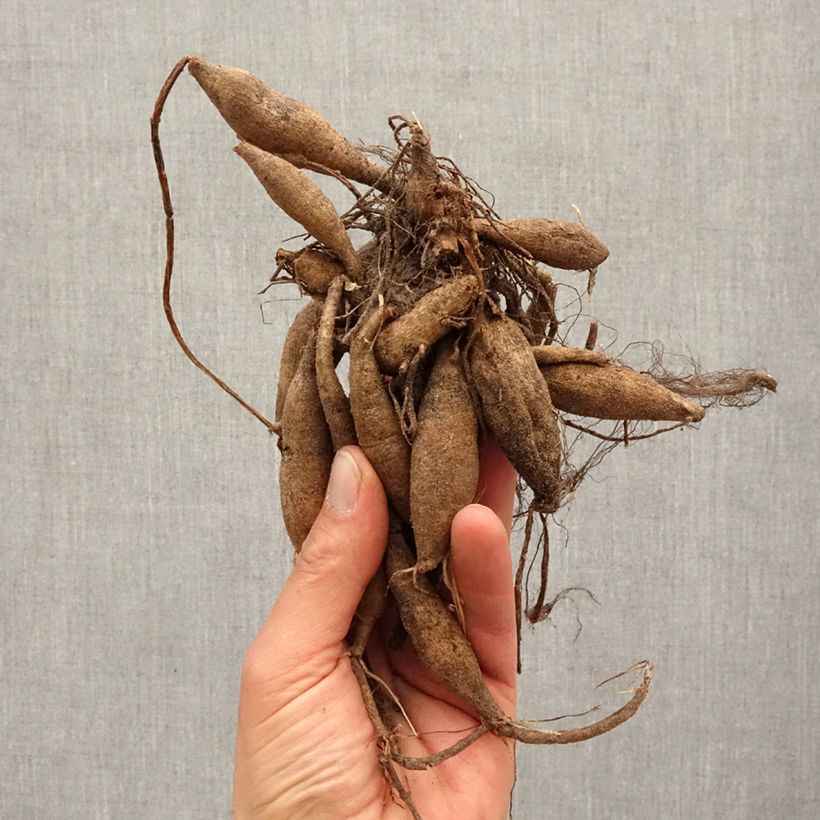 Example of Dahlia camélia Seduction Bulbe calibre I as you get in printemps