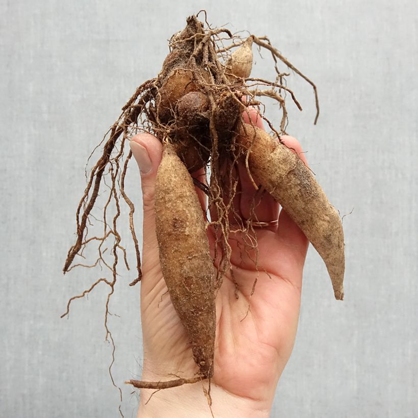 Example of Dahlia collerette Fashion Monger Bulbe calibre I as you get in printemps