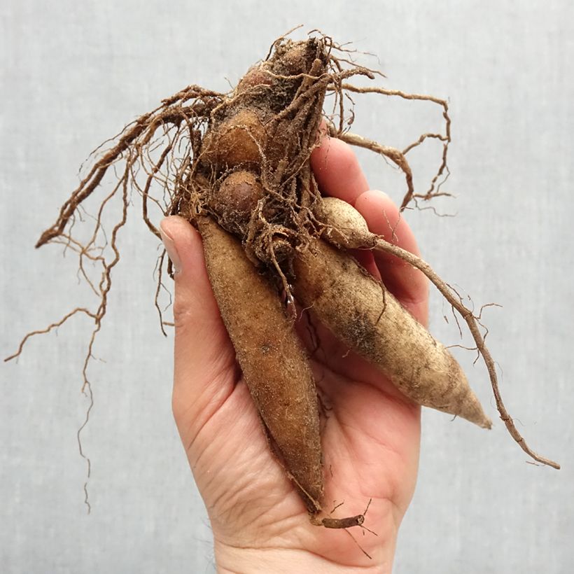 Example of Dahlia collerette Impression Famoso Bulbe calibre I as you get in printemps