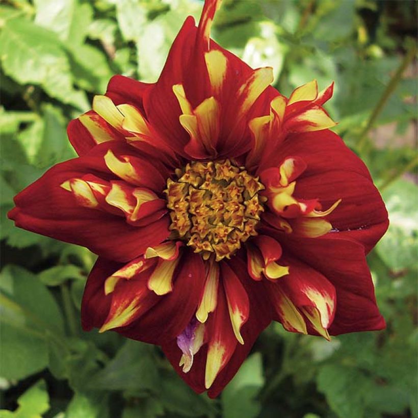 Dahlia collerette Impression Festivo (Flowering)
