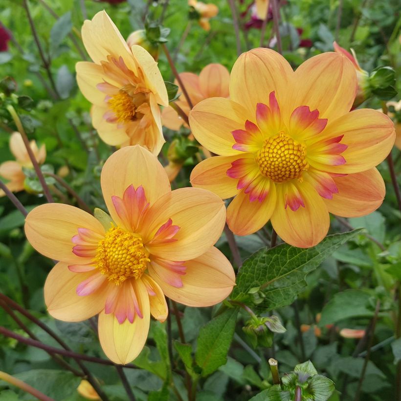 Dahlia collerette Kelsey Annie Joy (Flowering)