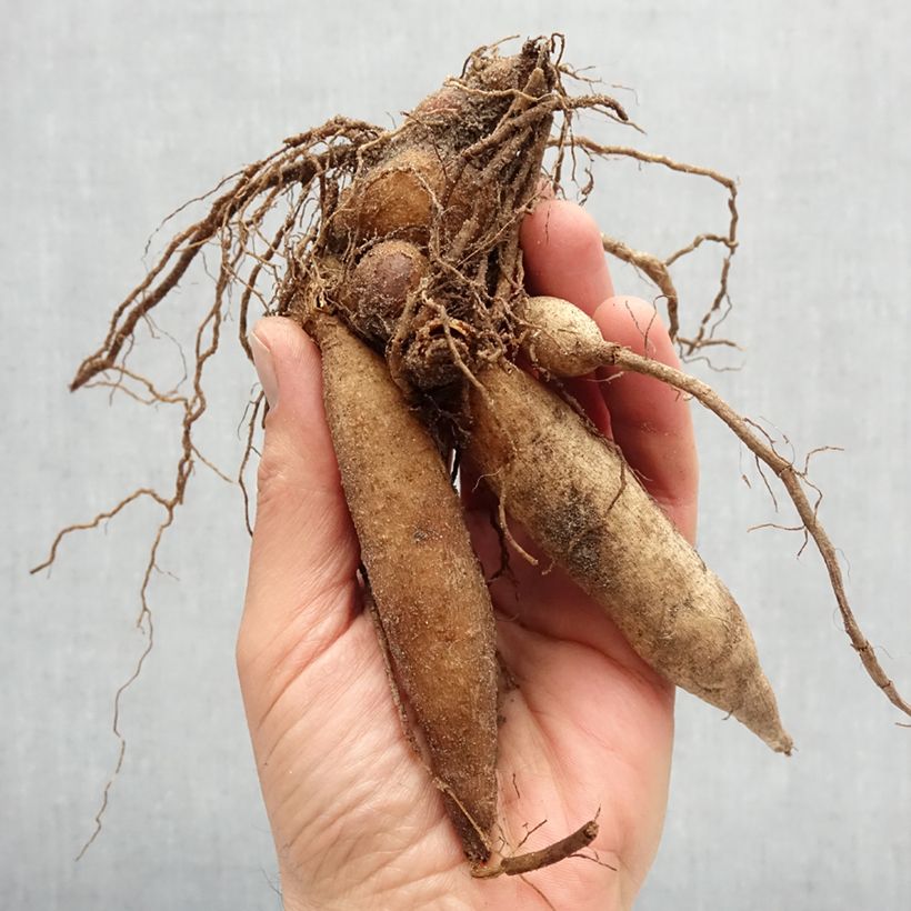 Example of Dahlia collerette Liquid Desire Bulbe calibre I as you get in printemps