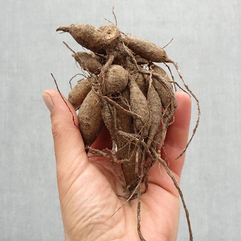 Example of Dahlia décoratif After Dusk Bulbe calibre I as you get in printemps