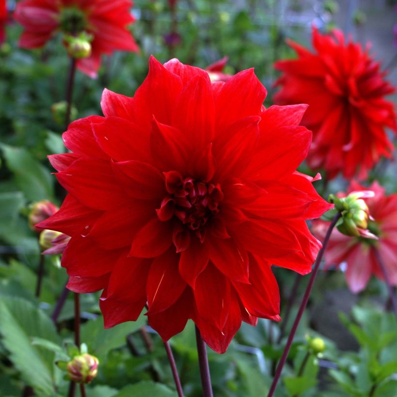 Dahlia décoratif Babylon rouge (Flowering)