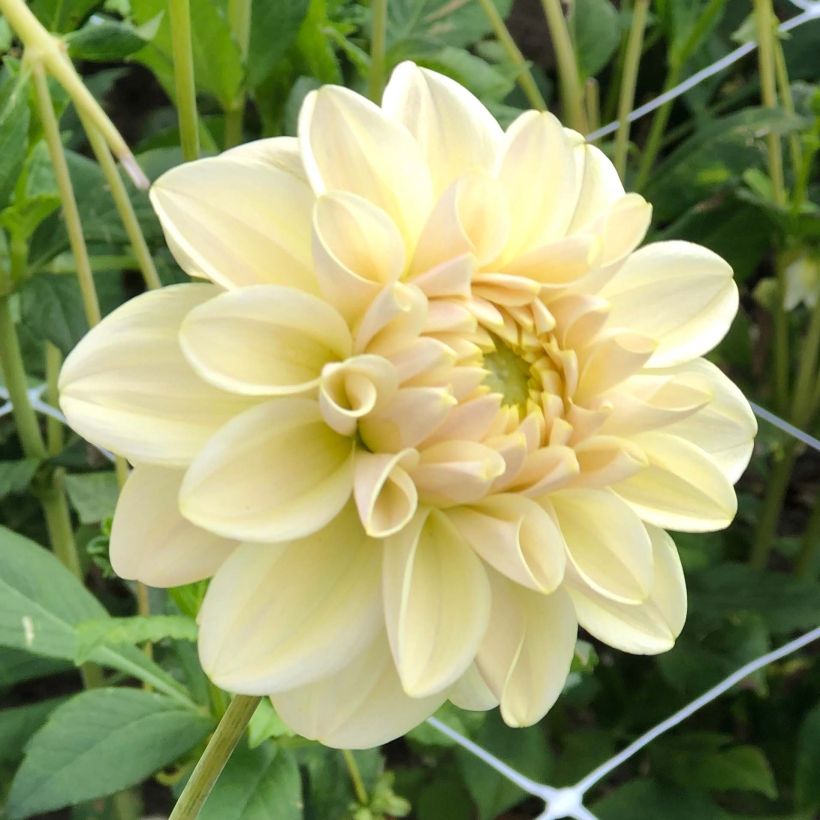 Dahlia décoratif Caramel Antique (Flowering)